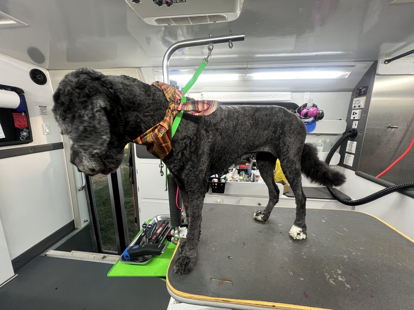 A black doodle after a full groom: a smooth new cut and a fall bandana.