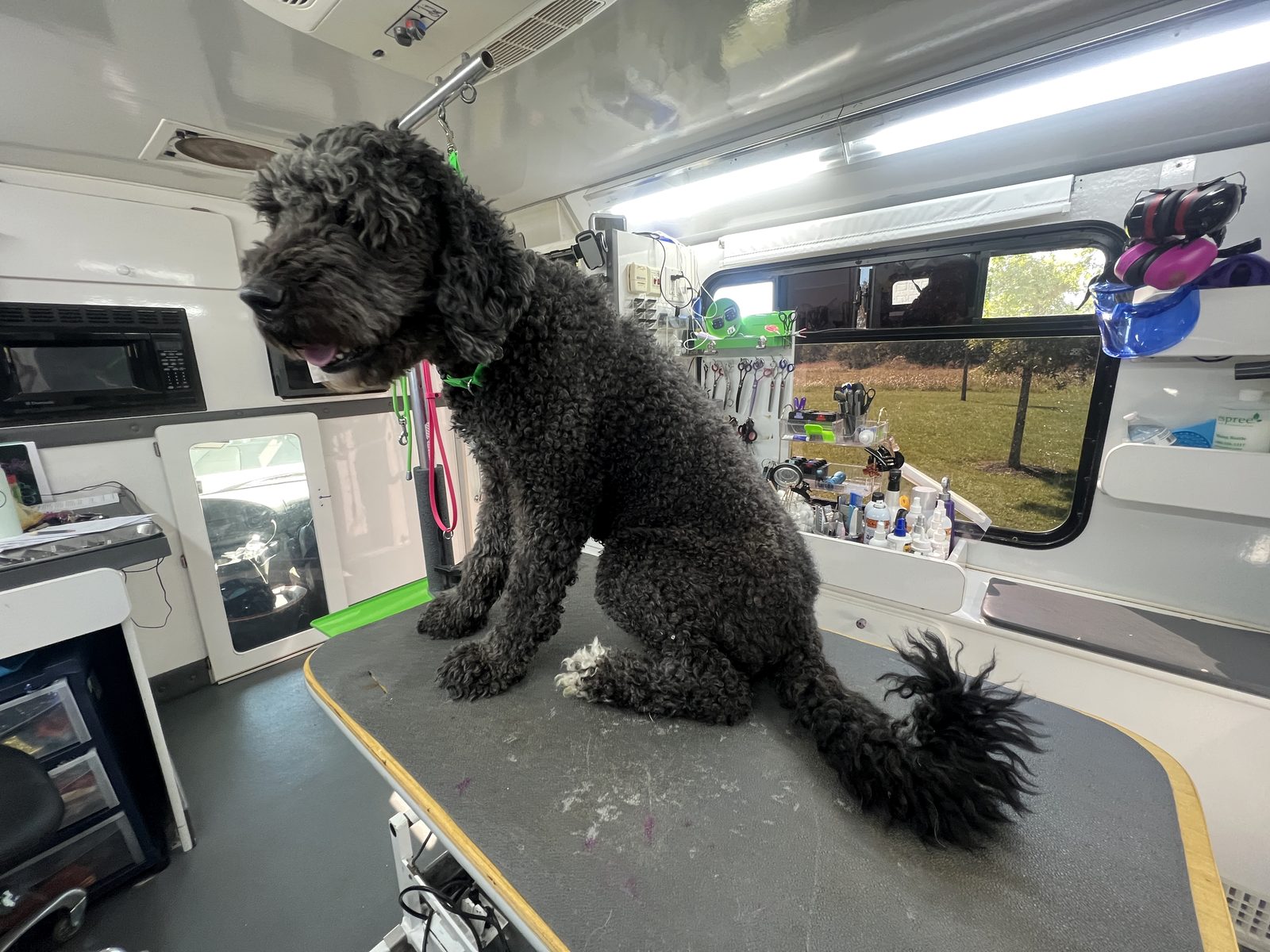 Black doodle — full groom — Before