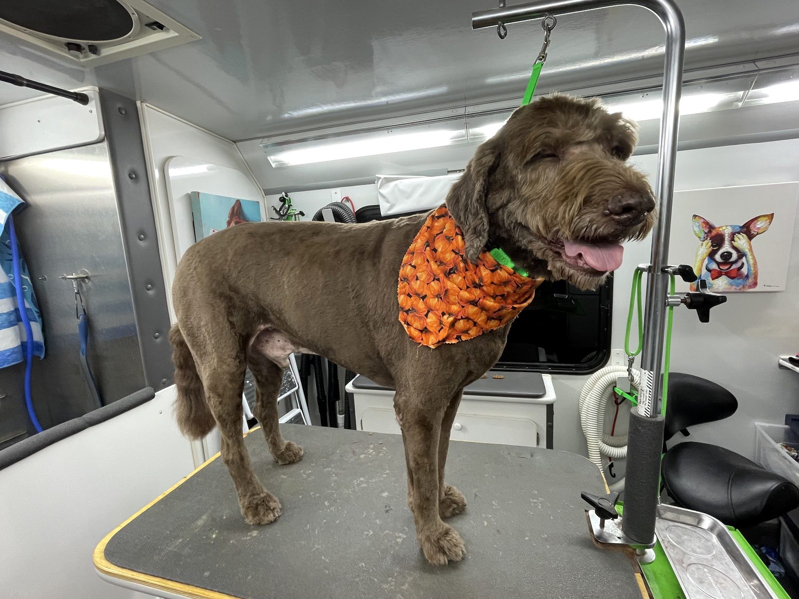 Brown doodle — full groom — After