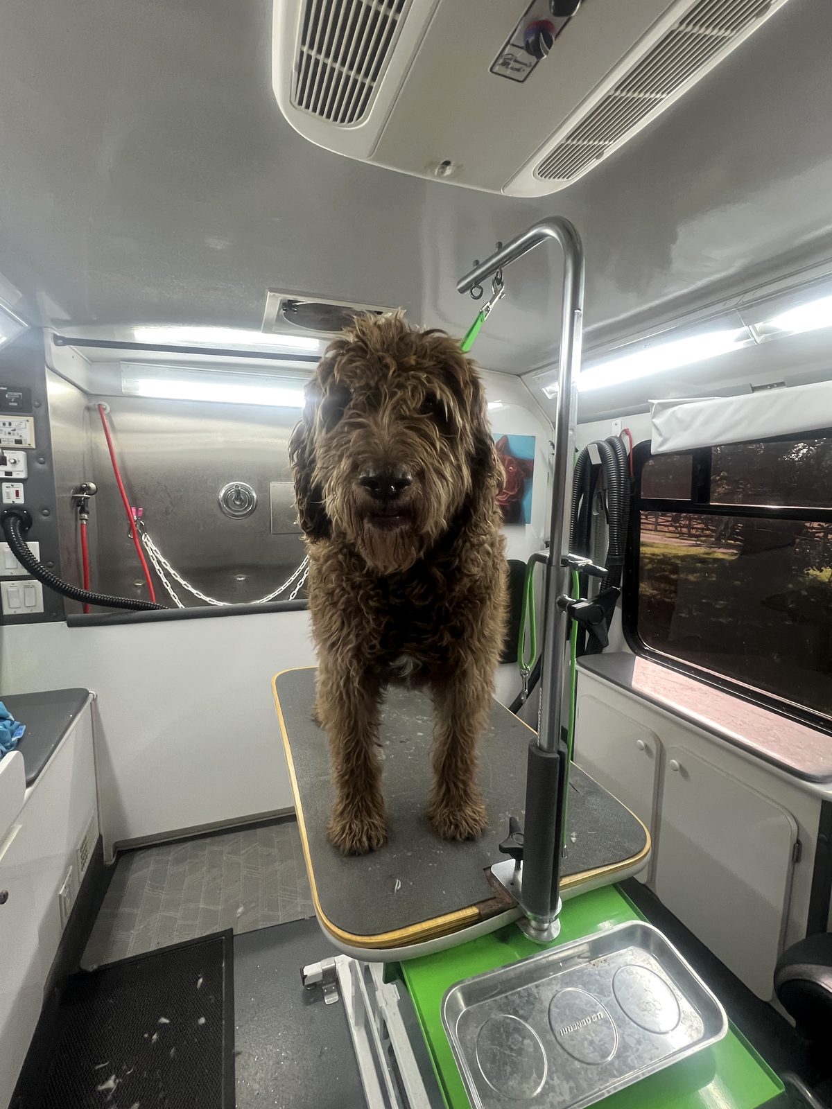 Brown doodle — full groom — Before