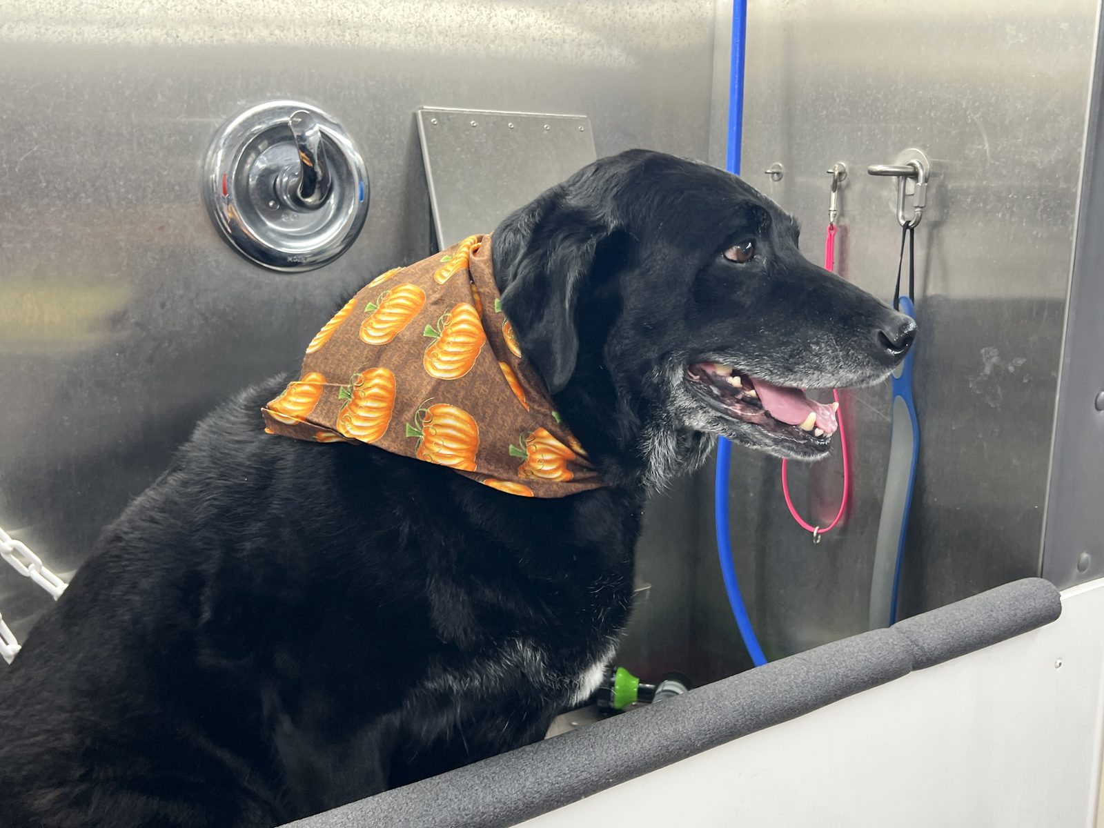 A black Lab in a pumpkin bandana in the van's stainless tub.