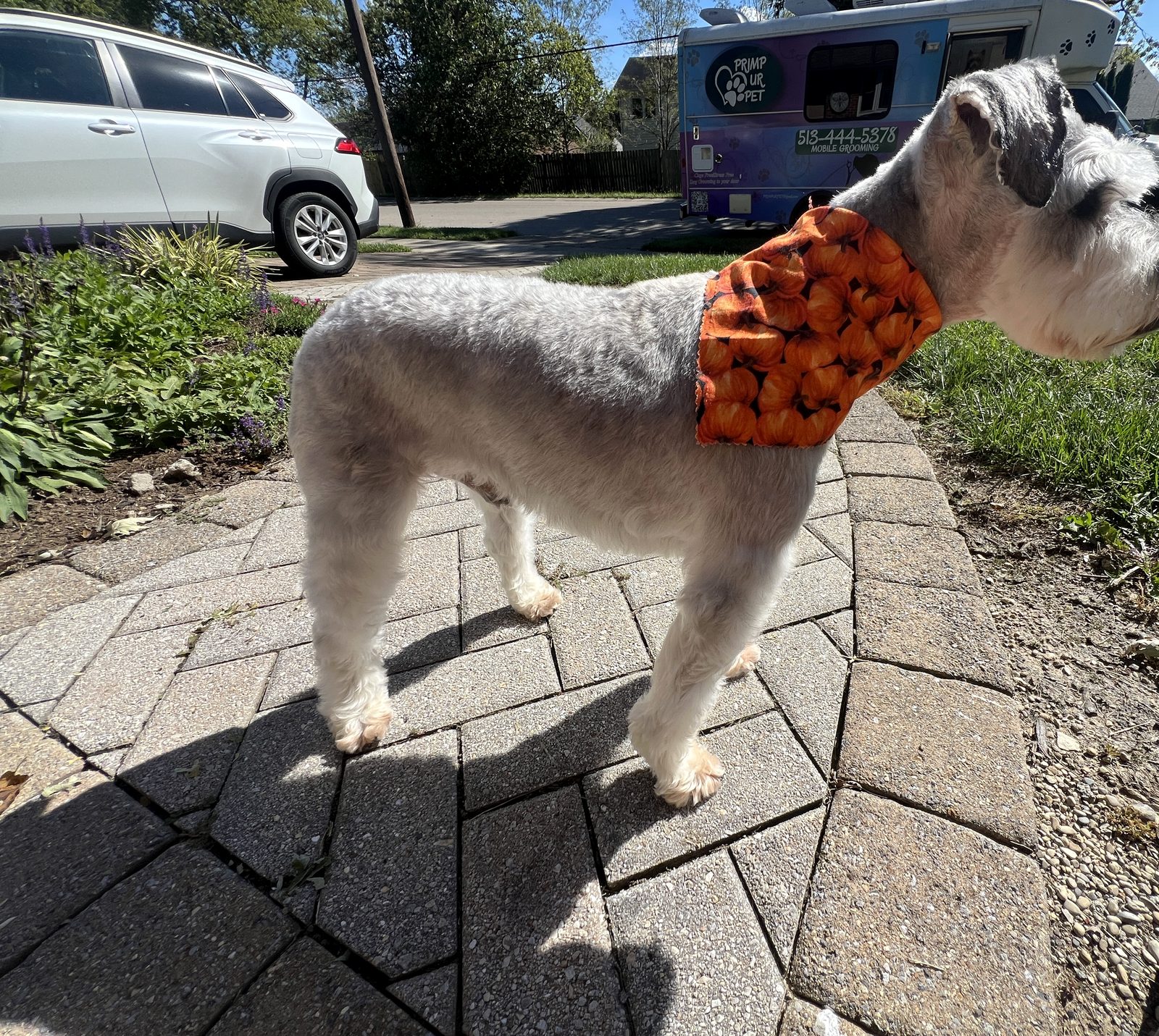 A freshly trimmed silver Schnauzer in a pumpkin bandana, the Primp Ur Pet van parked behind