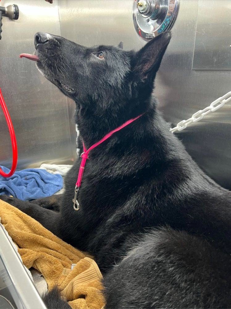 Champ, an 11-year-old German Shepherd, in for a "deep clean de-shed treatment" (their Facebook, January 2026).