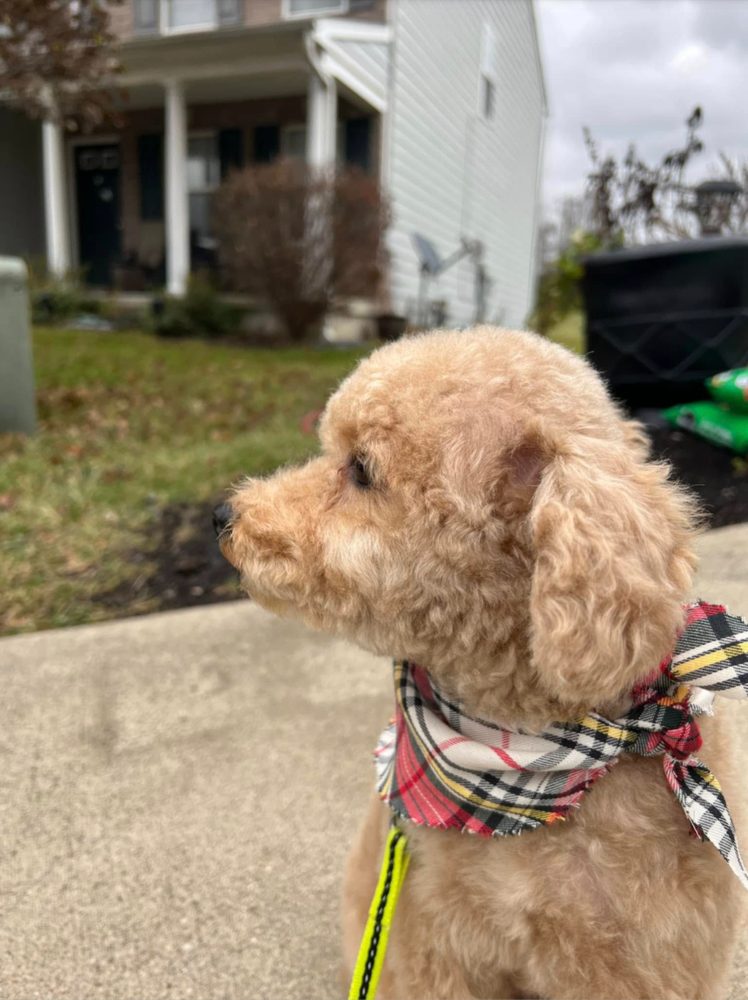 A freshly groomed apricot poodle-mix in a plaid bandana, in profile