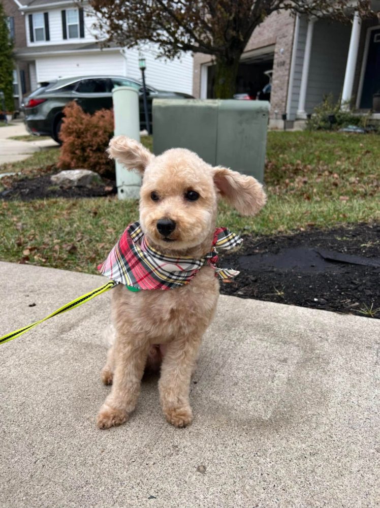 Apricot poodle-mix — full groom — Done