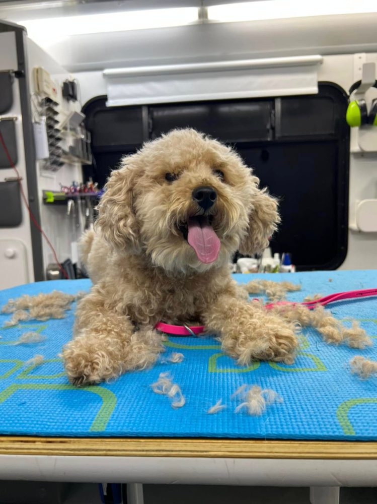 Apricot poodle-mix — full groom — On the table